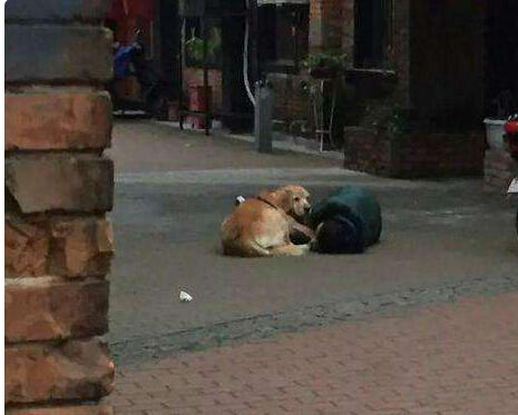 主人昏倒金毛犬守在身边，萨摩耶瞬间跑开，没想到下一秒让人泪奔