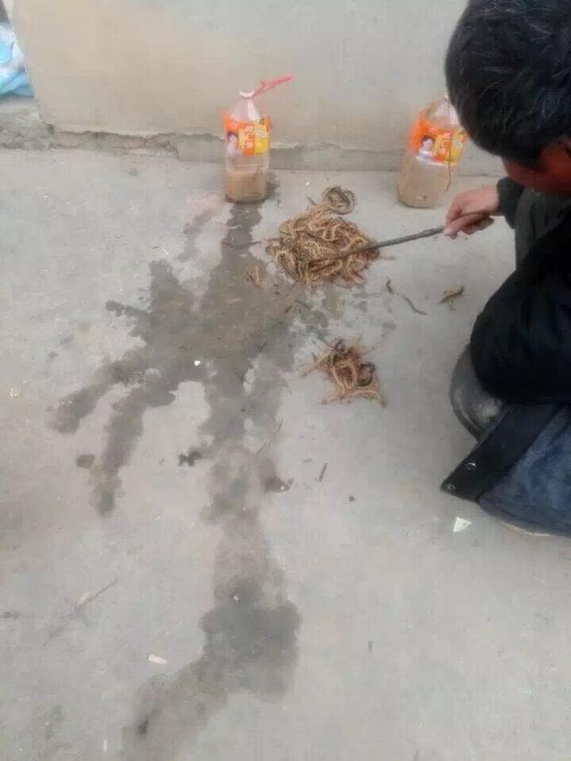 科普一下：蜈蚣根本没有网上传的那样毒