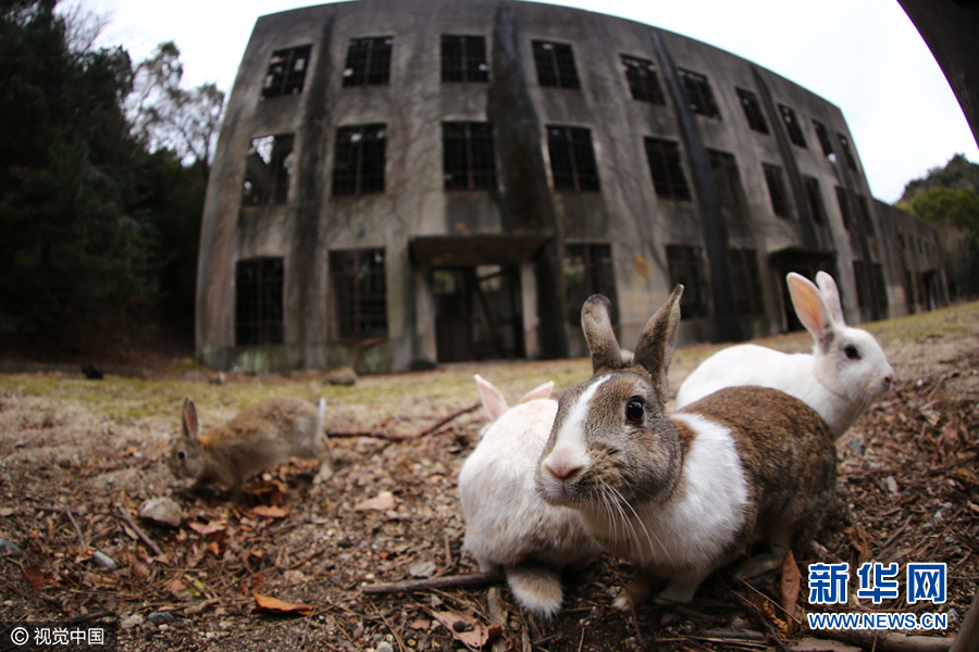 实拍日本兔子岛 萌物没有天敌变“岛主”(高清)