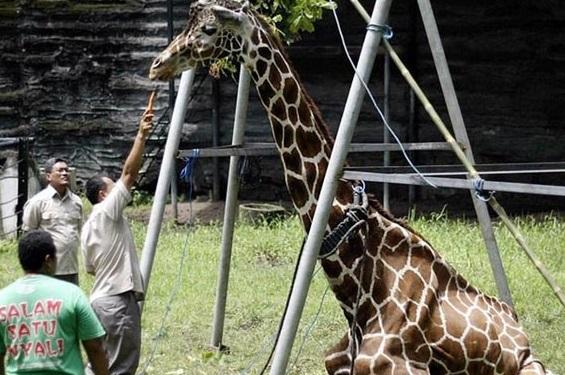 动物园里200斤的老虎好端端地为何变成这样,真