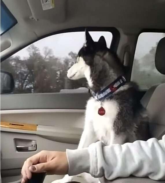 男子开车时摸哈士奇肚子 二哈竟主动伸爪要求被摸[1]- 中国日报网