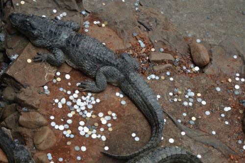 鳄鱼池变许愿池 上海动物园游客硬币砸鳄鱼下起金币雨