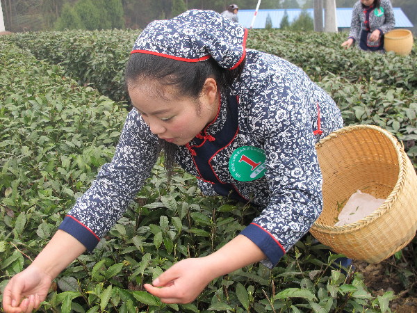 中国名茶旺苍黄茶开始采摘