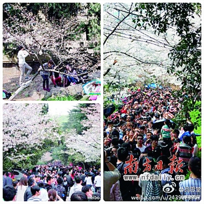 十万游客挤珞珈 武大再遇“樱花劫”