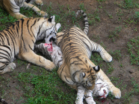 威海动物园孟加拉虎咬死稀有白虎