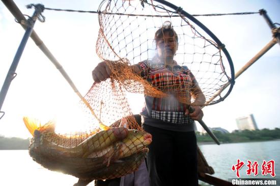 广西食人鱼伤人引发关注 民众担忧外来物种入侵