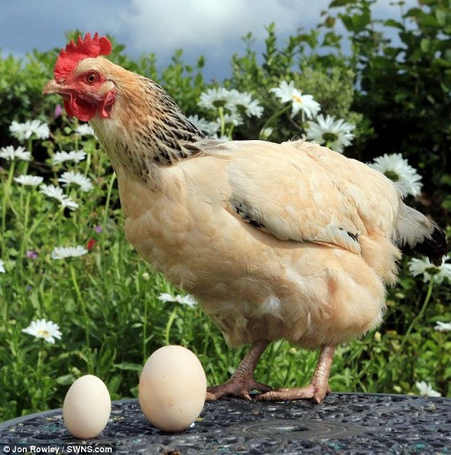 母鸡产下“特大号”鸡蛋 为普通蛋4倍大(组图)