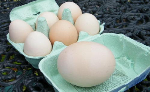 母鸡产下“特大号”鸡蛋 为普通蛋4倍大(组图)