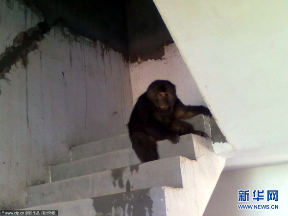 江西彭泽多地惊现疑似黑猩猩动物