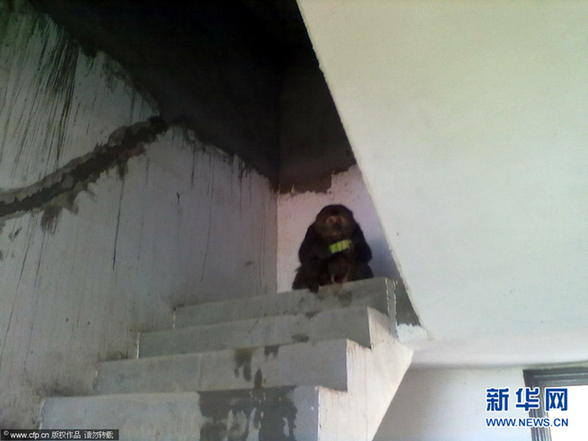 江西彭泽多地惊现疑似黑猩猩动物