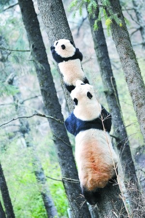 中国将第二次放归大熊猫 若成功意义不亚于登月