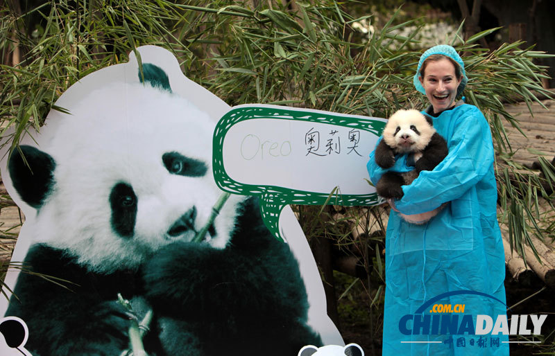 成都“奥运熊猫”全球征名亮相 获名“奥莉奥”