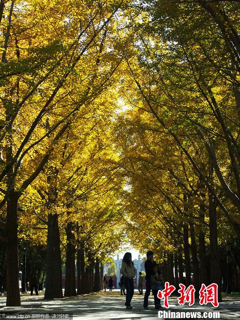 细数京城十大“最美秋天的角落”