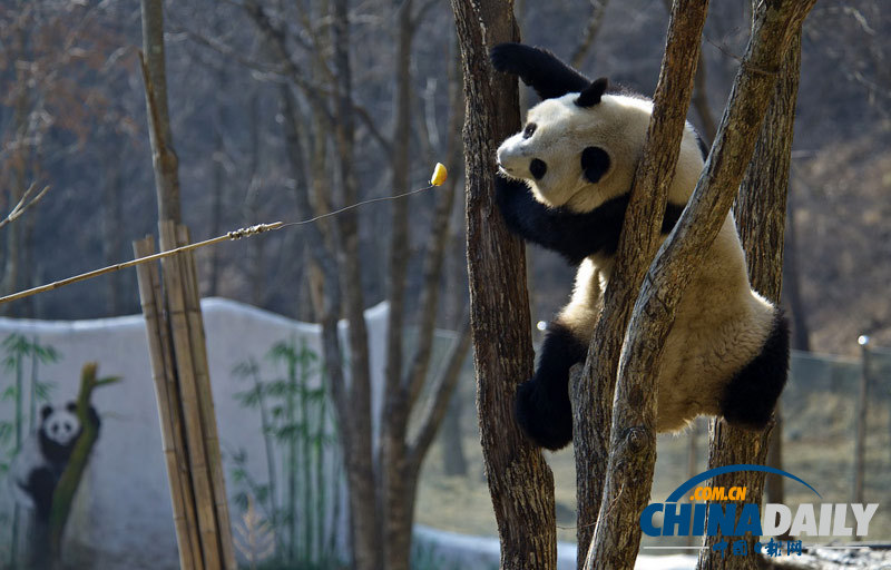熊猫丫丫的“野外生存训练”
