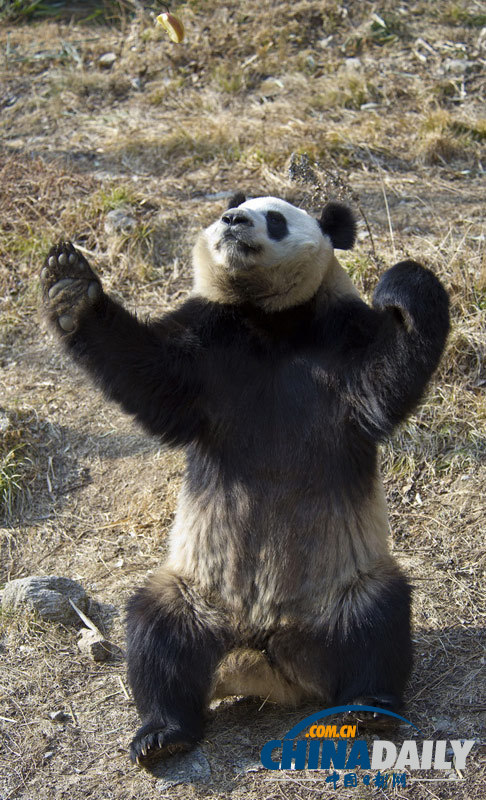 熊猫丫丫的“野外生存训练”