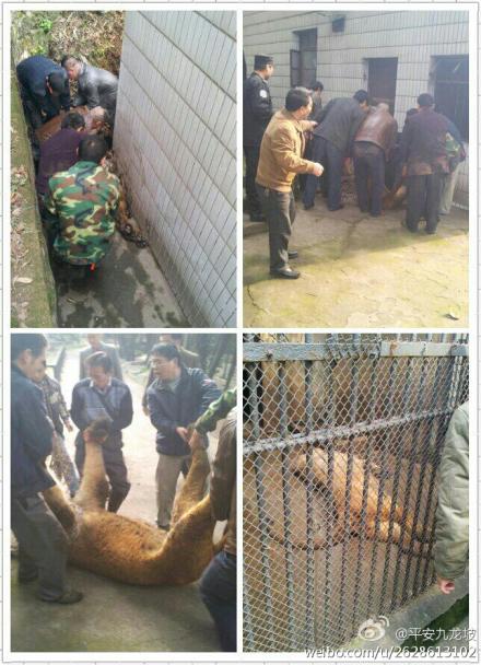 重庆市动物园两头狮子跑出笼舍 母狮已被擒(图)