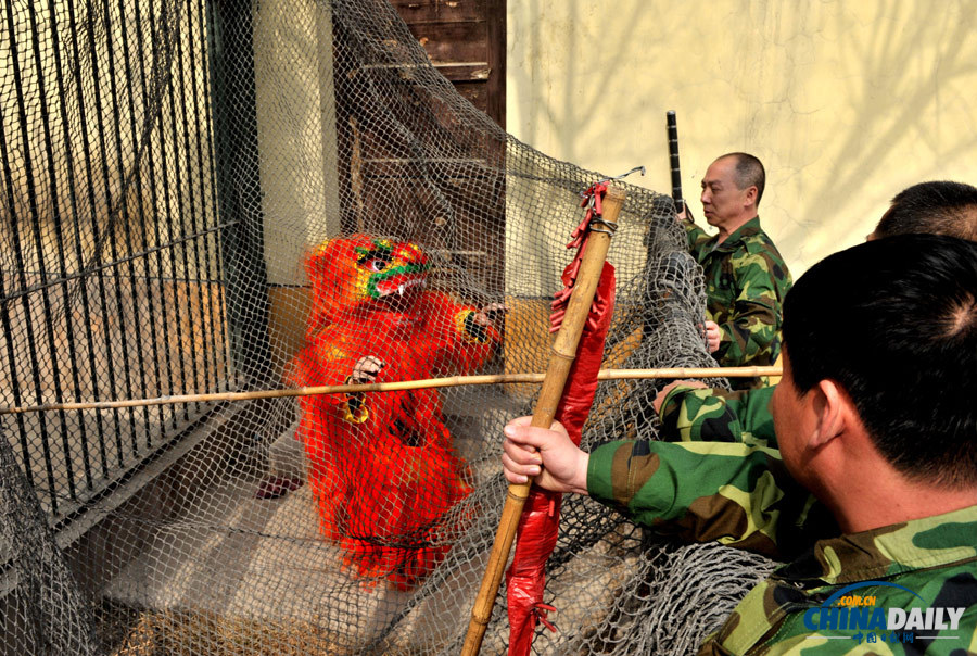 山西太原动物园演练“兽口救人”