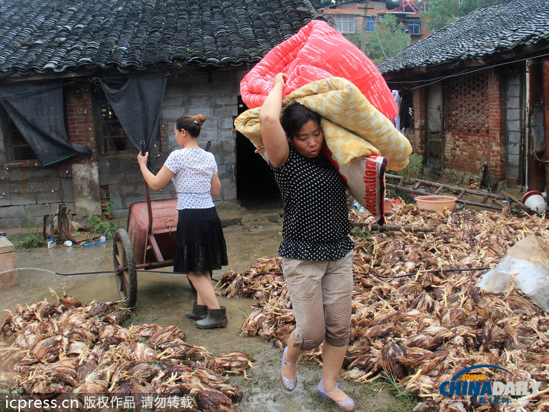湖北郧县遭强降雨：房屋被毁鸡场被淹 死鸡尸体堆满地