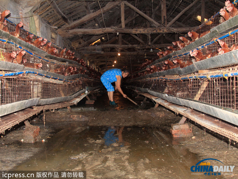 湖北郧县遭强降雨：房屋被毁鸡场被淹 死鸡尸体堆满地