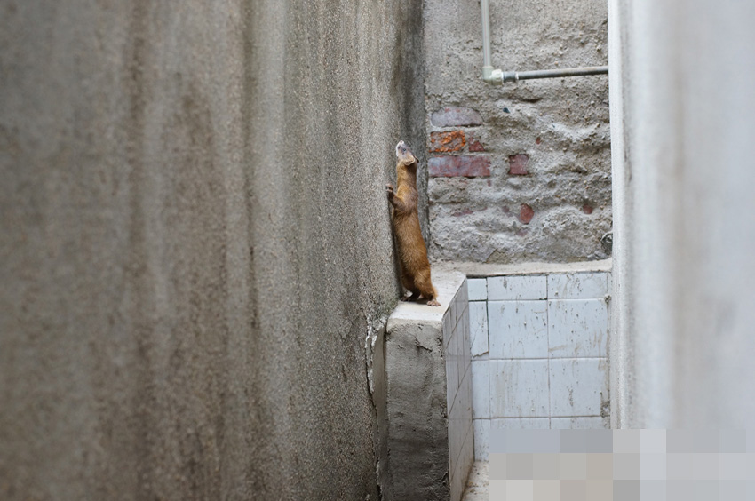 高清：武汉一社区引入黄鼠狼灭鼠10余年 猫咪无所事事