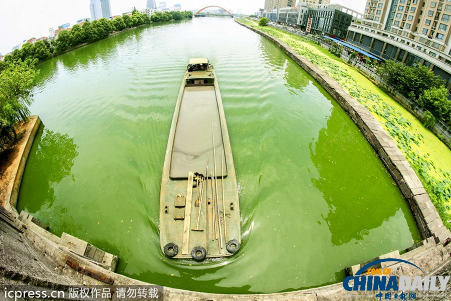 浙东古运河蓝藻肆虐 河水转身一变绿颜料