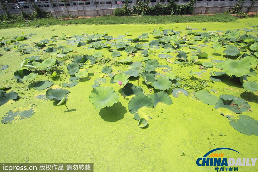 浙东古运河蓝藻肆虐 河水转身一变绿颜料