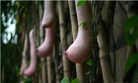 越南惊现神奇瓜果酷似女人乳房 网友:有点恐怖