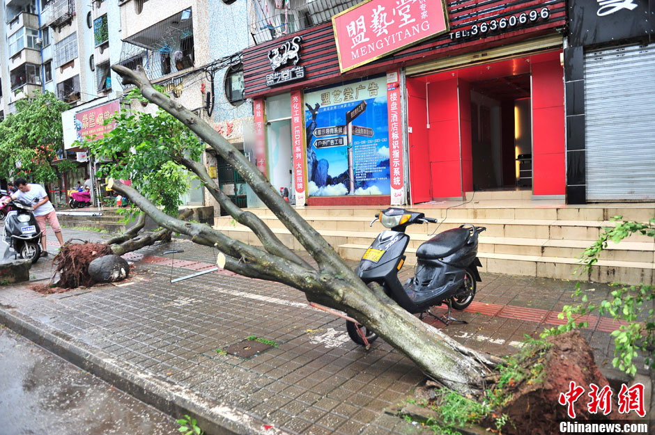 强热带风暴“飞燕”登陆海南 街边大树被连根拔起