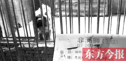 河南漯河动物园狮笼内养藏獒 家长惊呆(图)
