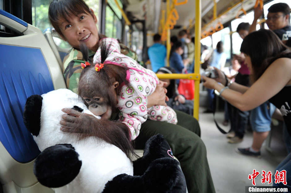 云南野生动物园开通专线公交 动物明星车上迎客