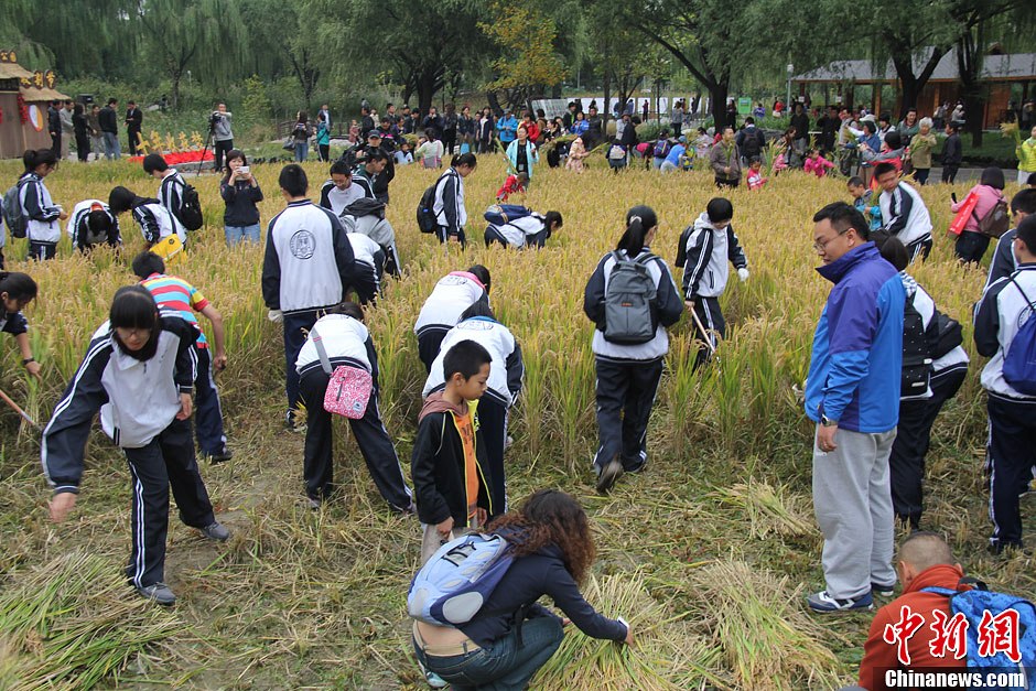 北京清华附中组织学生收割稻穗 体验劳作辛苦