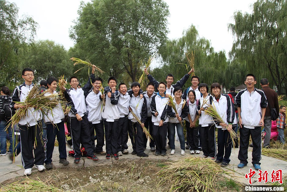 北京清华附中组织学生收割稻穗 体验劳作辛苦
