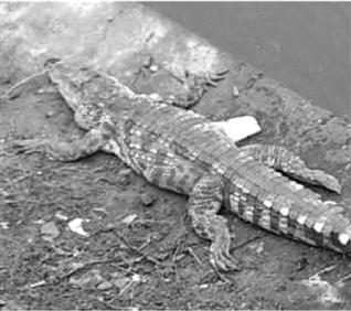 杭州一幼儿园门口出现一条鳄鱼 家长报警处理