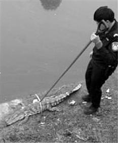 杭州一幼儿园门口出现一条鳄鱼 家长报警处理