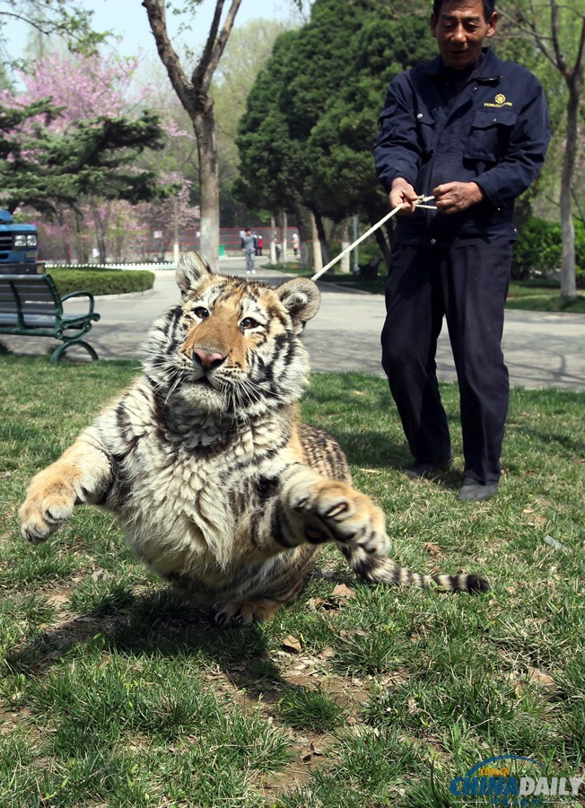 江蘇徐州:飼養員牽6個月大老虎公園裡遛彎