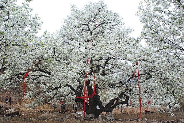 辽宁500岁梨树开花：树冠直径超40米 年产梨6千斤