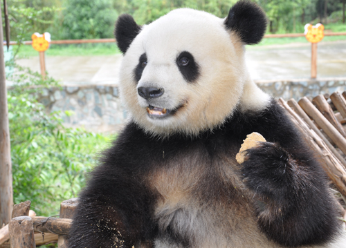云南野生动物园邀请市民拍摄阳光思嘉
