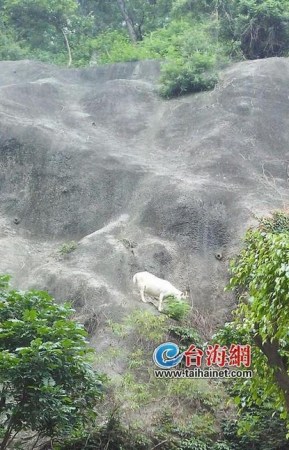 母羊摔落山坡产下小羊 同伴在山上呼唤2小时