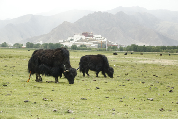 西藏湿地总面积达652万公顷 占国土面积的比率全国第二