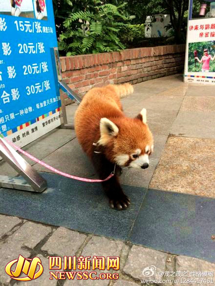 成都欢乐谷绳拴小熊猫供游客合影 30元一张(图)
