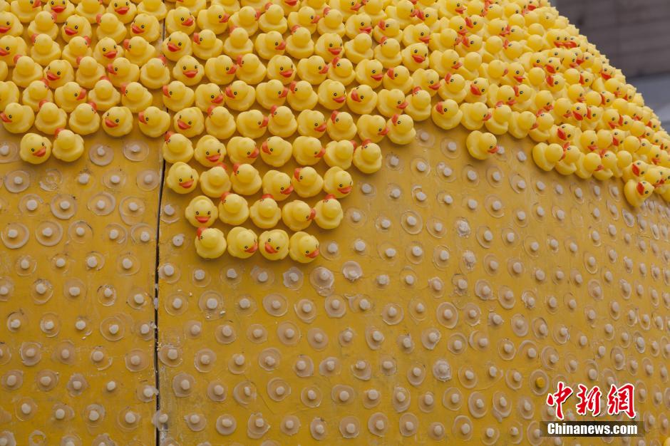 上海展出万只小黄鸭 未过端午“阵亡”近半