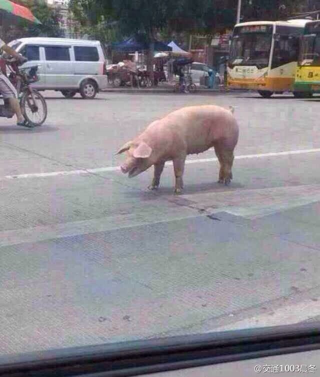猪在运送途中跳车逃跑走红网络