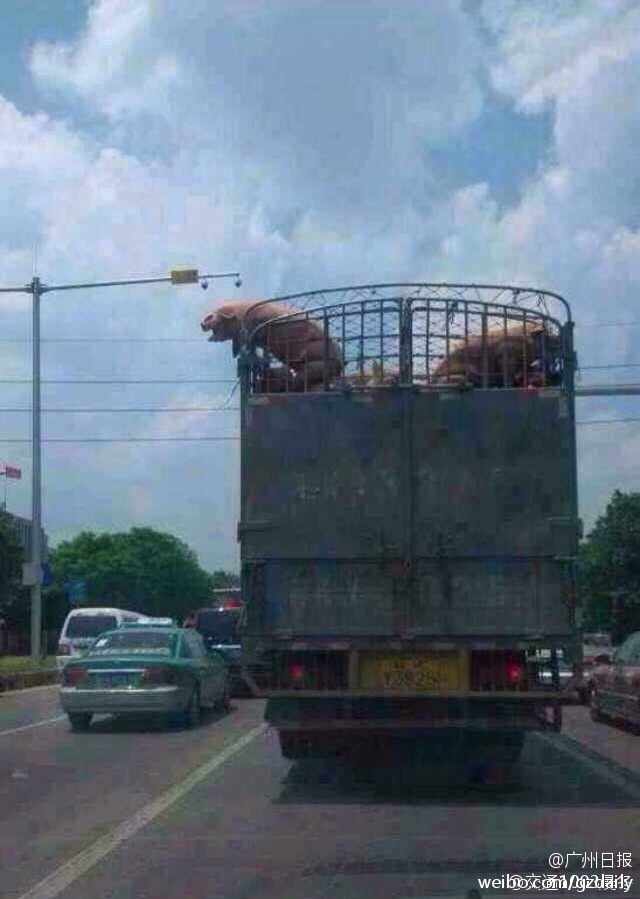 猪在运送途中跳车逃跑走红网络