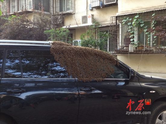 郑州一轿车莫名招来近万只蜜蜂