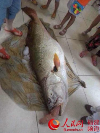 福建省福安市下白石镇一渔民家收到的黄唇鱼重100多斤,价值300万元