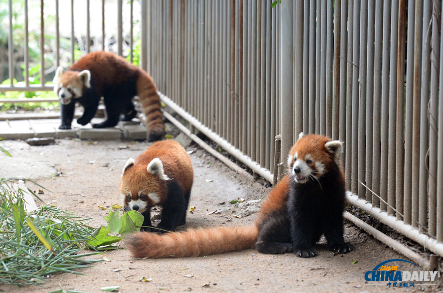 福州：海峡大熊猫研究交流中心三只小熊猫启程赴台