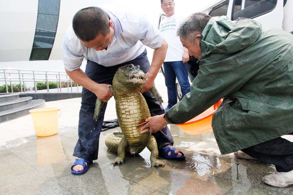 江苏徐州：扬子鳄“潜逃”半年落网 进水族馆后咬伤6同类