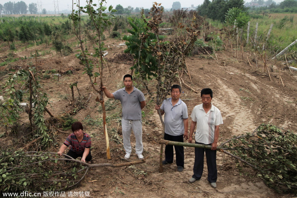 西安价值130万元景观树苗被人一夜铲倒