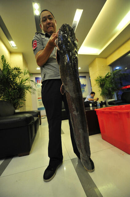 福州一公园钓起罕见1.2米长鲶鱼 重20多斤