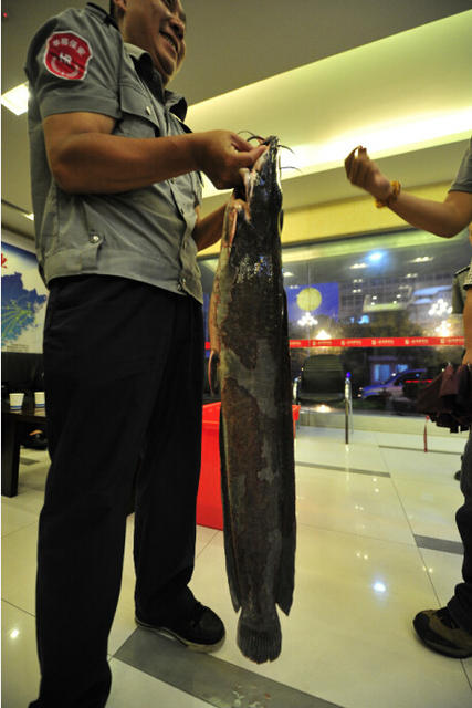 福州一公园钓起罕见1.2米长鲶鱼 重20多斤
